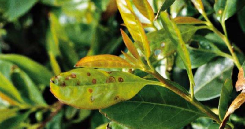 Bacterial leaf spot symptoms on a young leaf of Prunus laurocerasus ‘Rotundifolia’